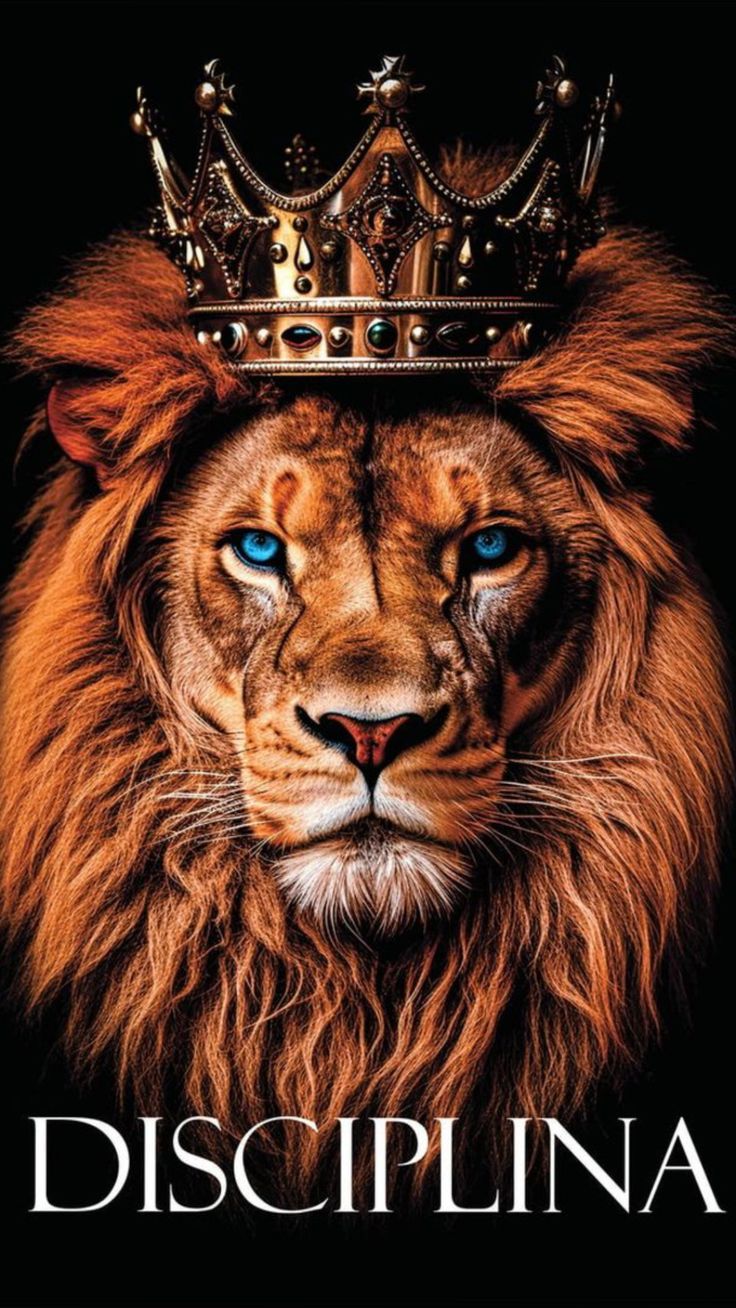 Lion King Disciplina