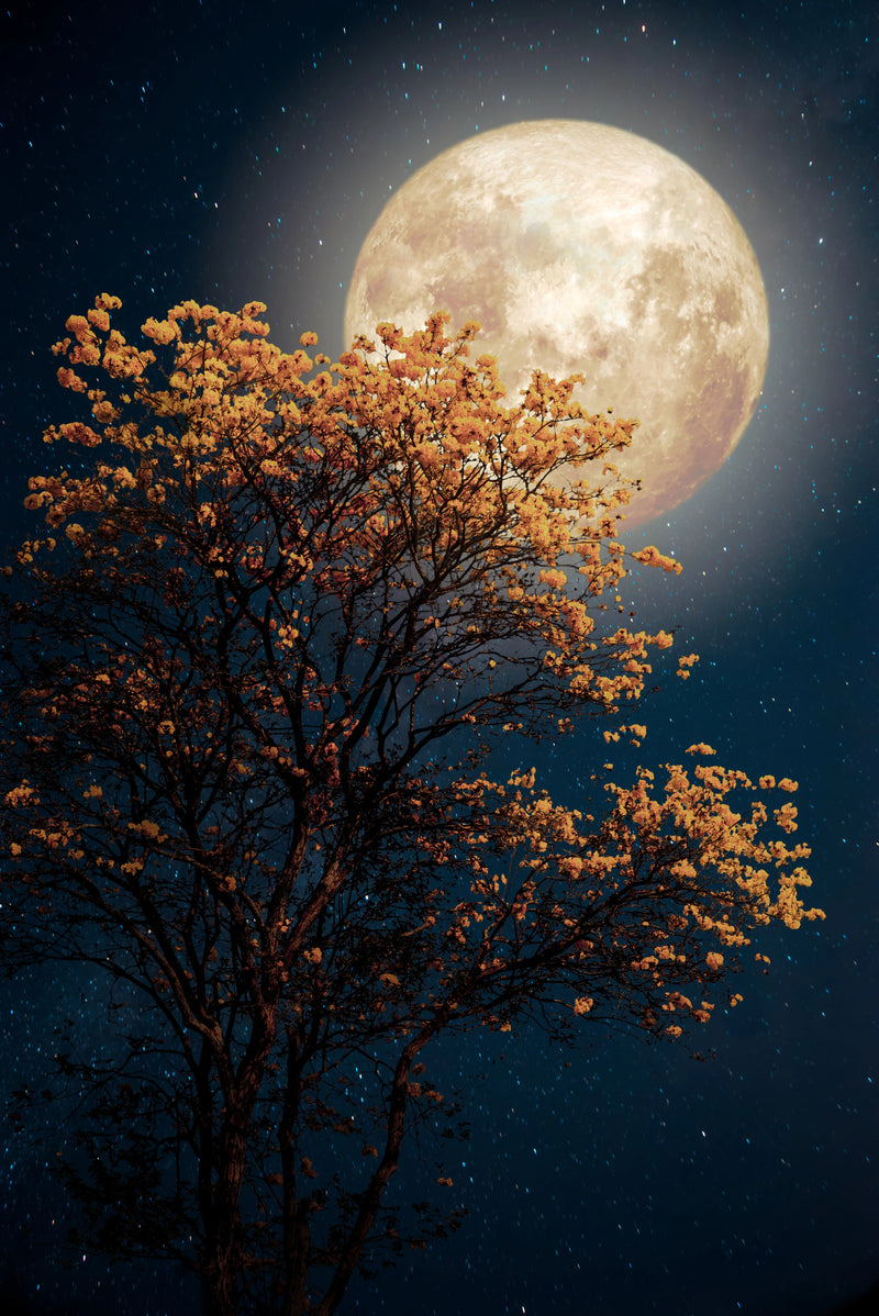 Golden Tree Under a Harvest Moon