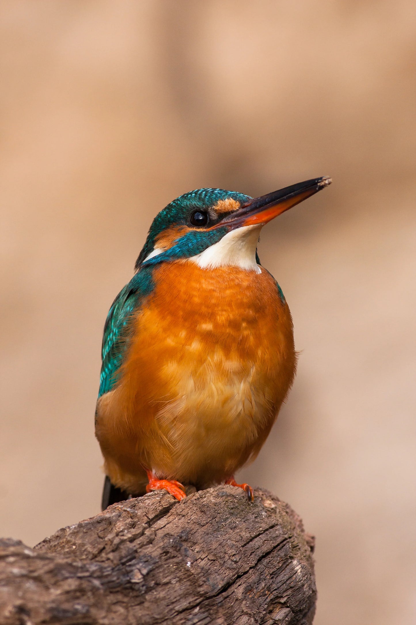 Jewel of the Stream: The Common Kingfisher
