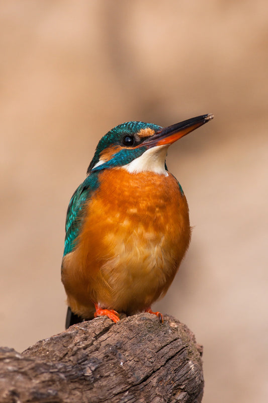 Jewel of the Stream: The Common Kingfisher
